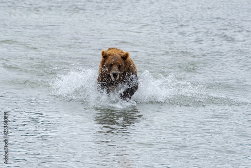 Bear and nature