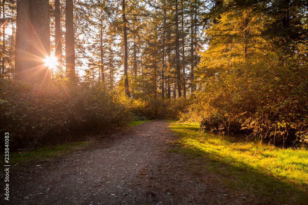 A tranquil dirt path in a forest with the sun shining through the trees.