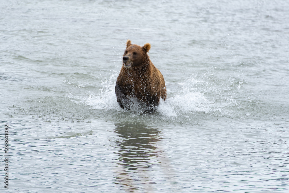 Fototapeta premium Bear and nature