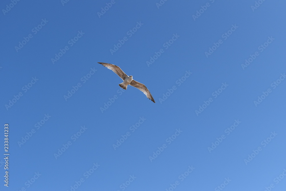 Fototapeta premium seagull flying high