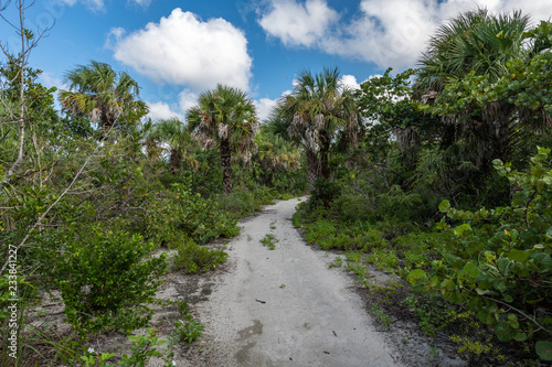 palm tree path