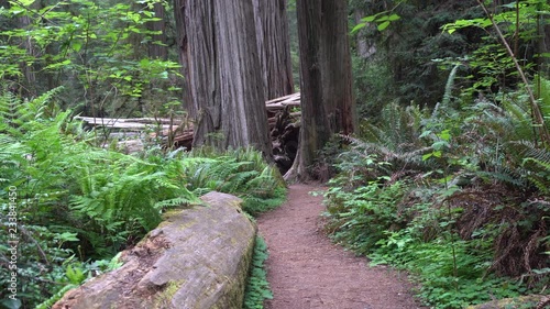 Redwood National Park Jedidiah Smith Forest photo