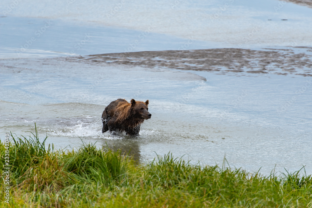 Bear and nature Bear and nature
