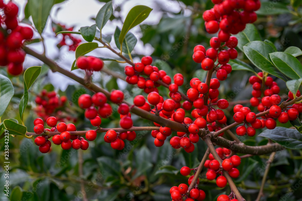 Stechpalme (Ilex aquifolium), mit roten Früchten Stechpalme (Ilex aquifolium), mit roten Früchten