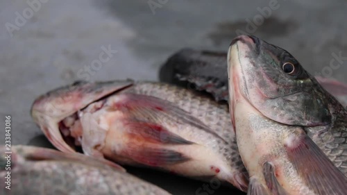 Close-up of fisherman's hand moving Tilapia fish around on a table in Kalangala, Uganda. Fish gasps for air. Gills and fins moving. Short depth of field. photo