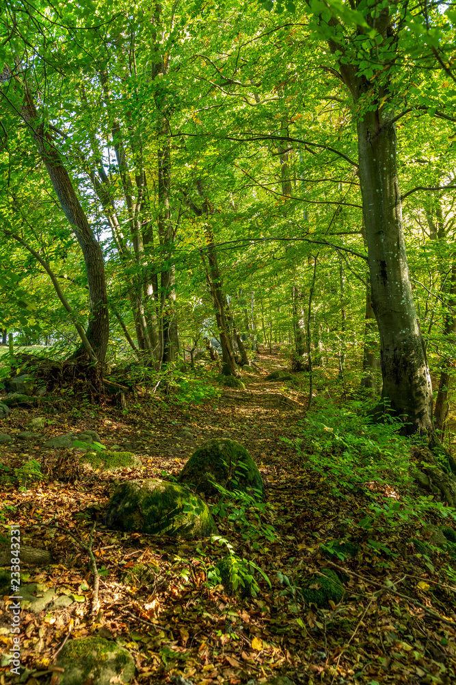 Bokskog i naturreservat