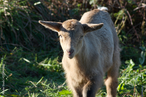 White baby goat looking at the photocamera.