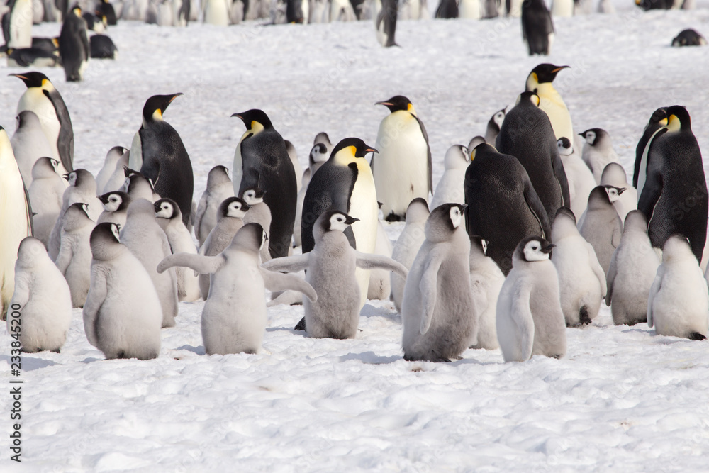 Fototapeta premium A large group of emperor penguin chicks at Snow Hill, Antarctica