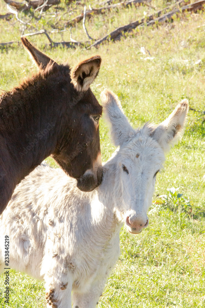 Fototapeta premium Wild Mules and Donkeys in a herd, just waking up in the morning