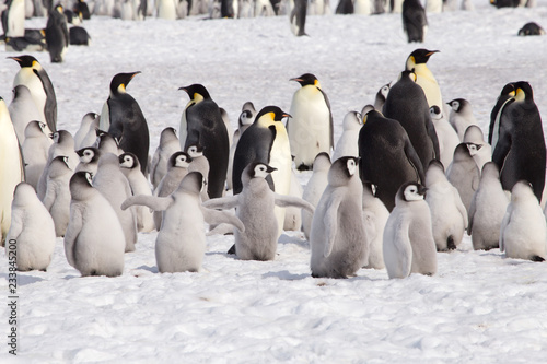 A large group of emperor penguin chicks at Snow Hill, Antarctica