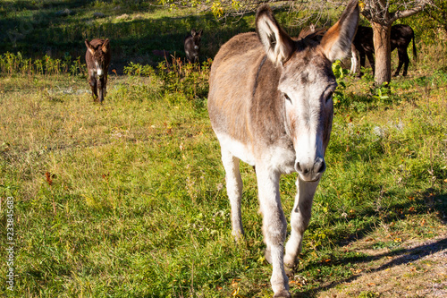 Wild Mules and Donkeys in a herd, just waking up in the morning
