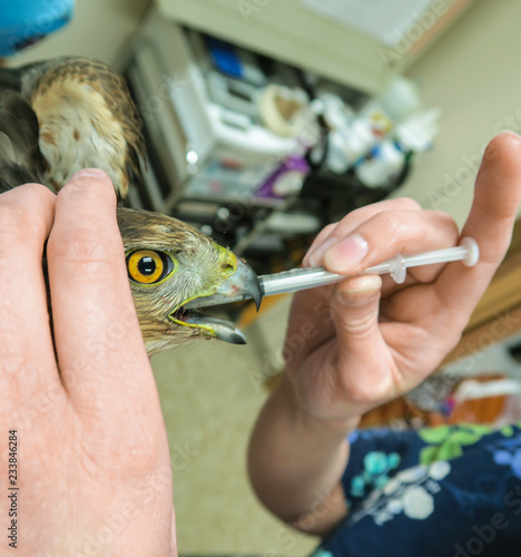 A Cooper's Hawk Gets Its Medication