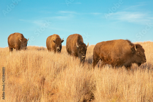 Bison of South Dakota