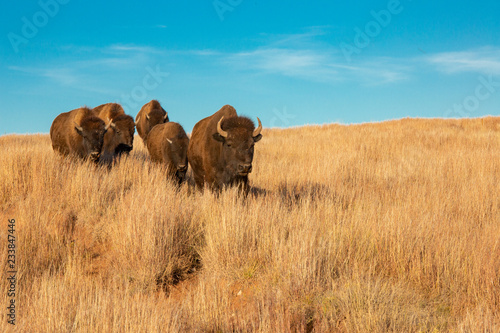 Bison of South Dakota