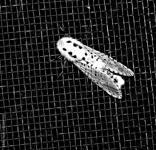 An Illustration of a leopard moth on metallic wires. photo