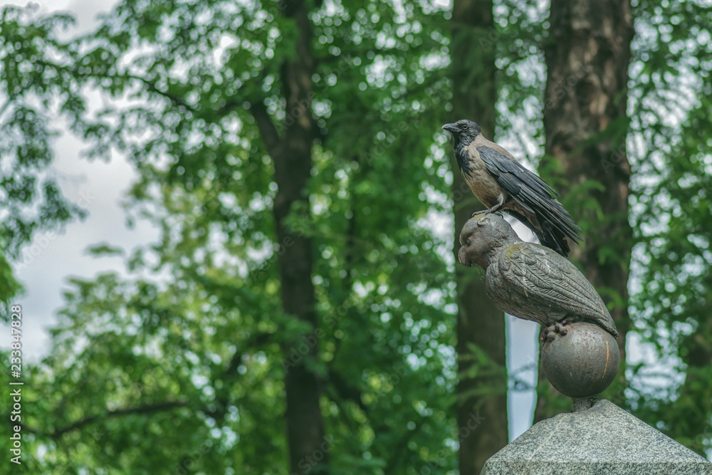 Obraz premium bird crow in urban conditions on the stone owl of the tombstone