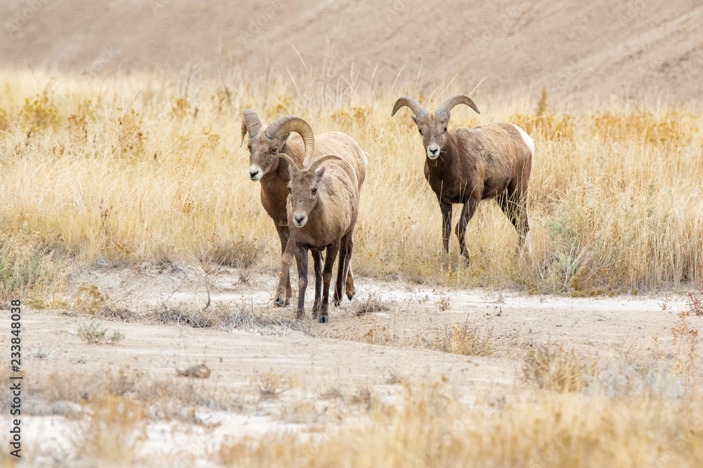 Fototapeta premium A herd of Big Horn Sheep 