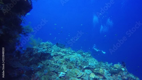 Wallpaper Mural Scuba divers explore coral reef  Torontodigital.ca