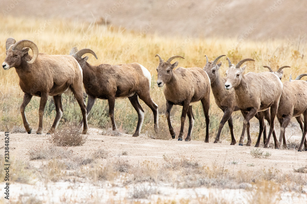 A herd of Big Horn Sheep A herd of Big Horn Sheep