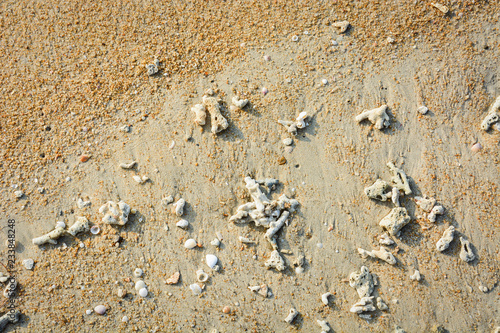 pebble, sea shells and broken corals on the tropical yellow beach sand background in the evening, Phuket, Thailand photo