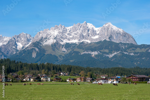 Cows grazing on alpine meadow with the Alps mountains in the background, Austria. Typical Austrian village