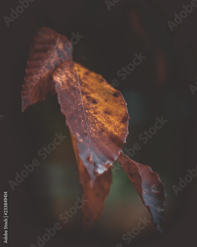 Red Leaves 