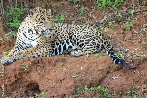 Jaguar resting along the bank of the river.