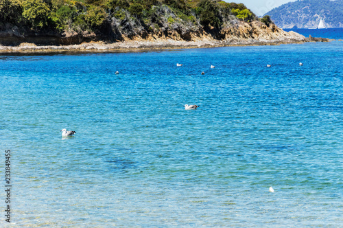 Seacoast in summer of the island of Porquerolles