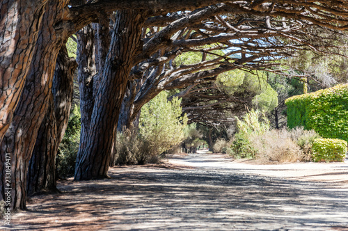 Bicycle trip in a wood on the island of Porquerolles