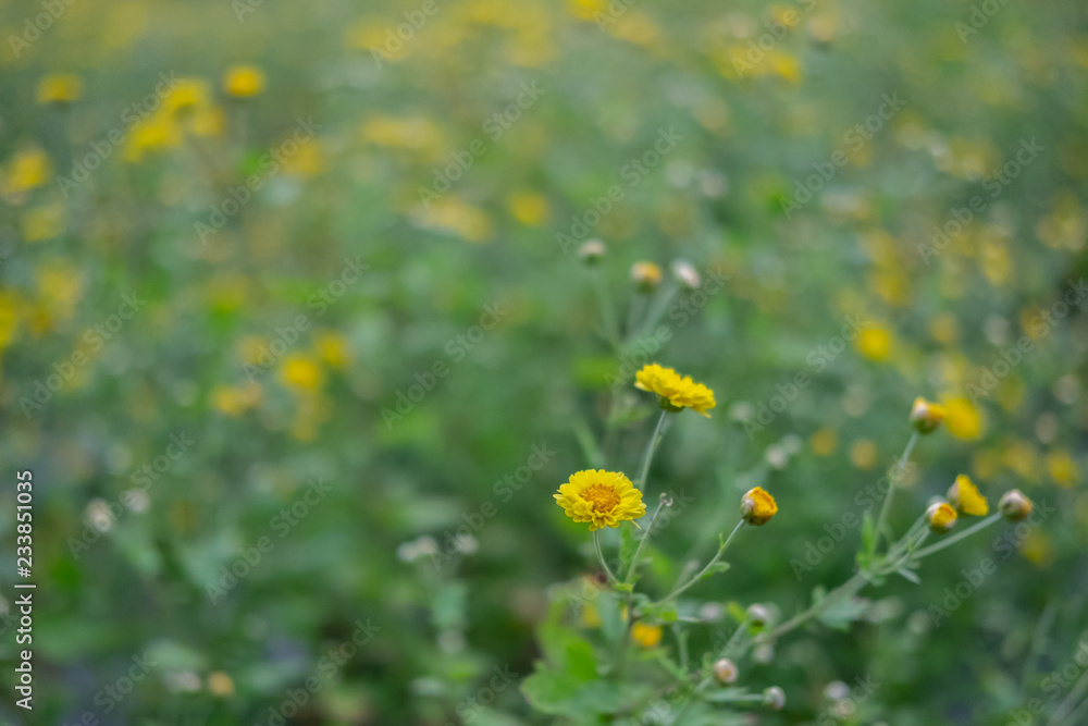 Chrysanthemum flower fields in Maejo farm, Chiang Mai Thailand.