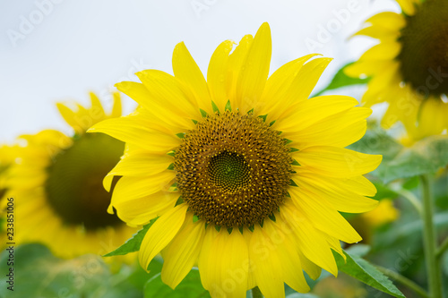 Sun flower field at Mon Jam  Chiang Mai  Thailand. 