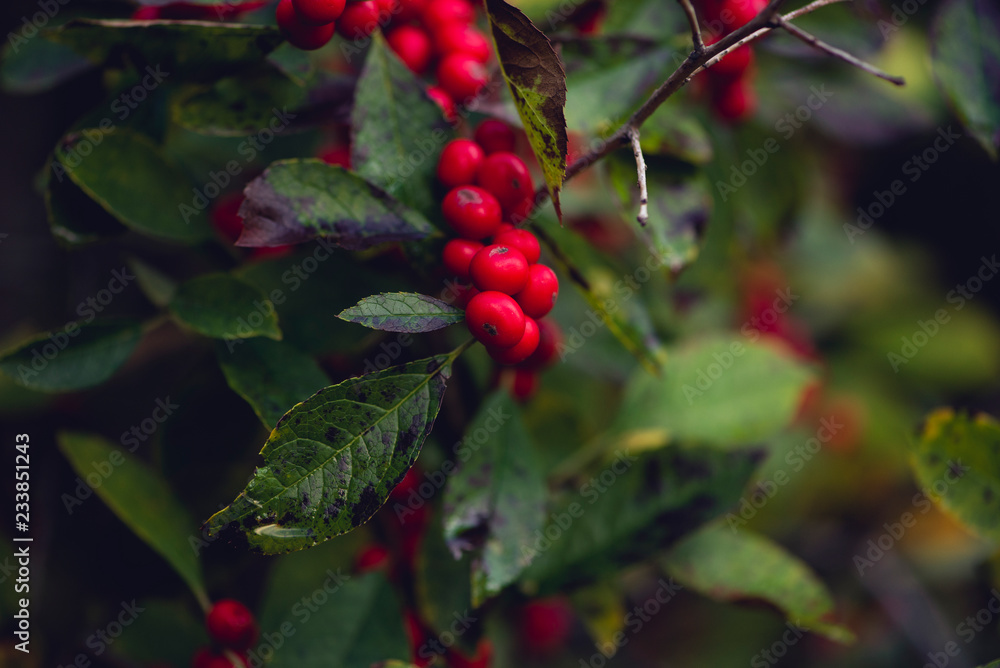 Obraz premium red winterberries. holiday card. 