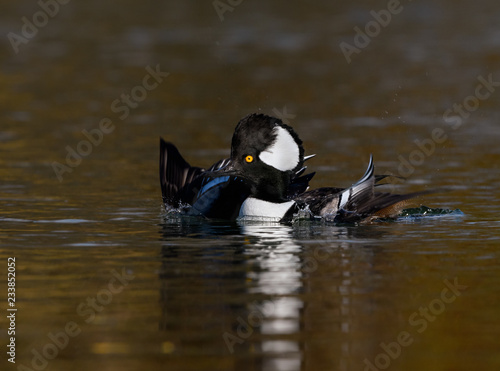Male Hooded Merganser Ready to Take Off