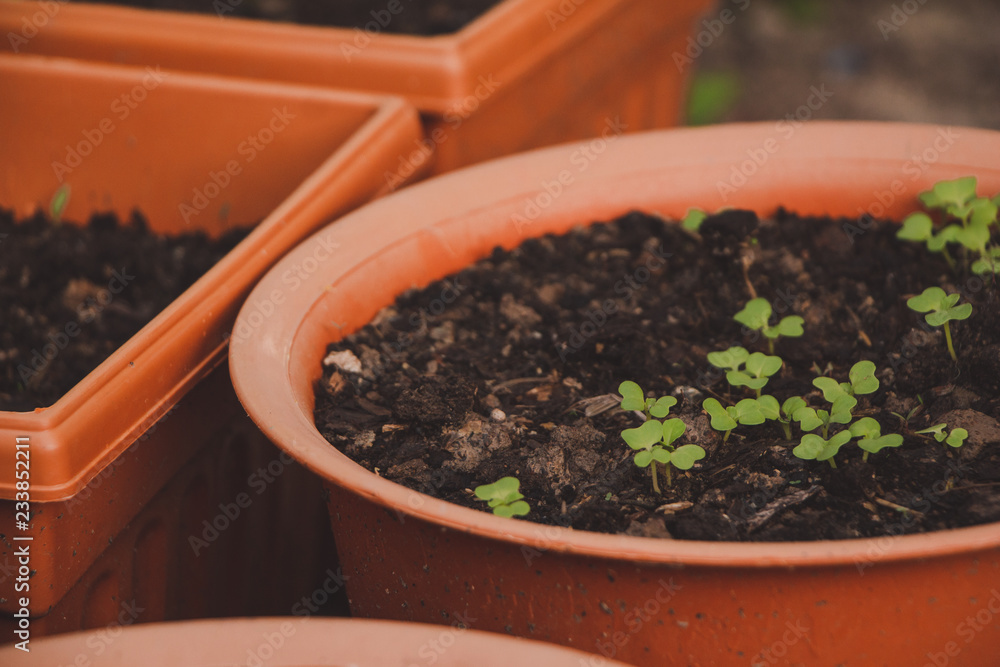 little plant grows in pots. little plant grows in pots.