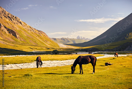 Horses in the mountain valley