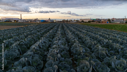 Leafy greens in rows on urban farm at sunset photo