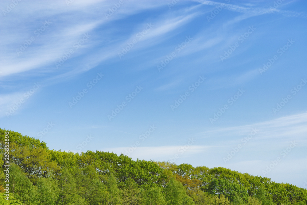 木 空 雲 素材 木 空 雲 素材