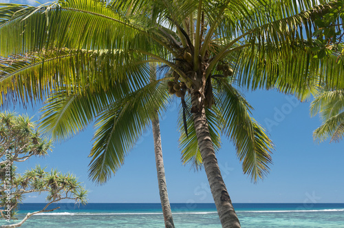 Tropical paradise, a coconut palm against the blue sky of Tonga