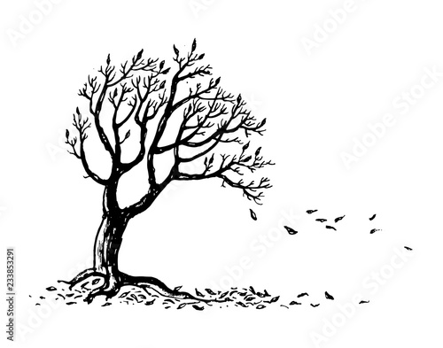 Hand drawn autumn tree silhouette with falling leaves. Ink vector illustration isolated on white background.