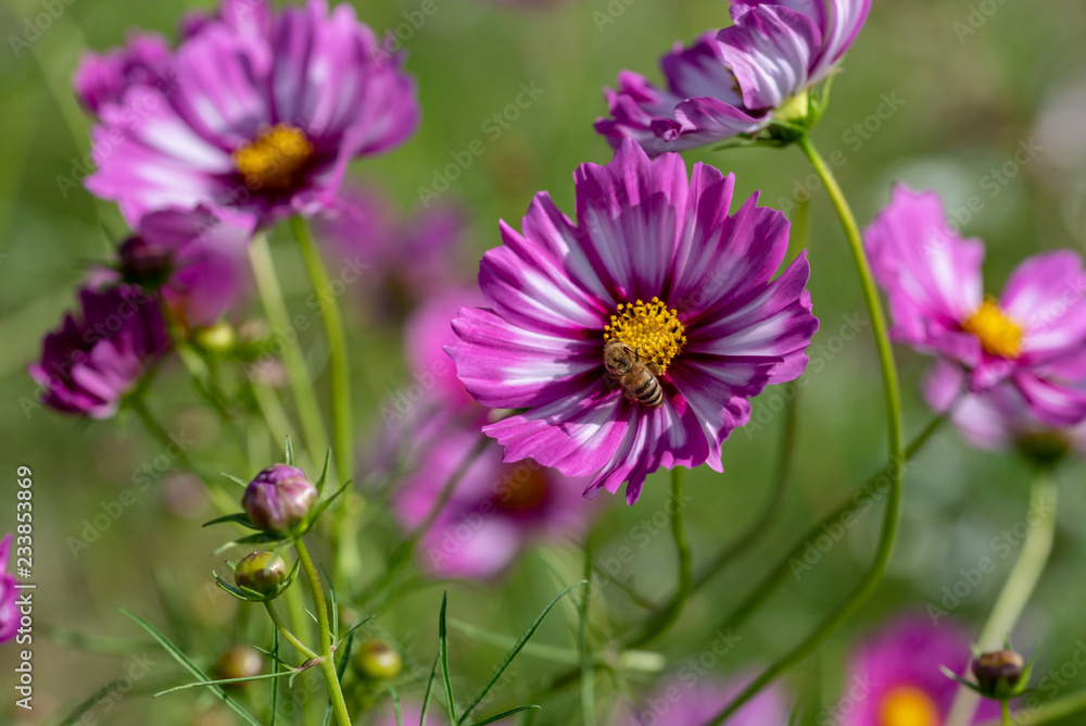 Obraz premium ピンク色のコスモスの花と蜜蜂
