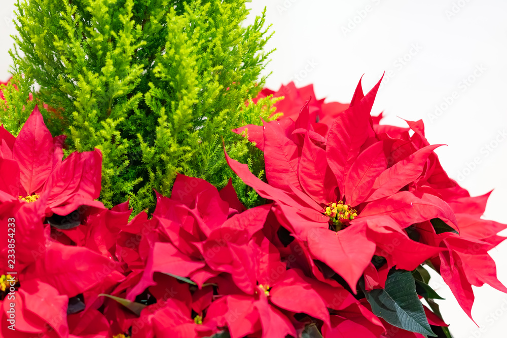 花物語 ポインセチア クリスマス 花物語 ポインセチア クリスマス