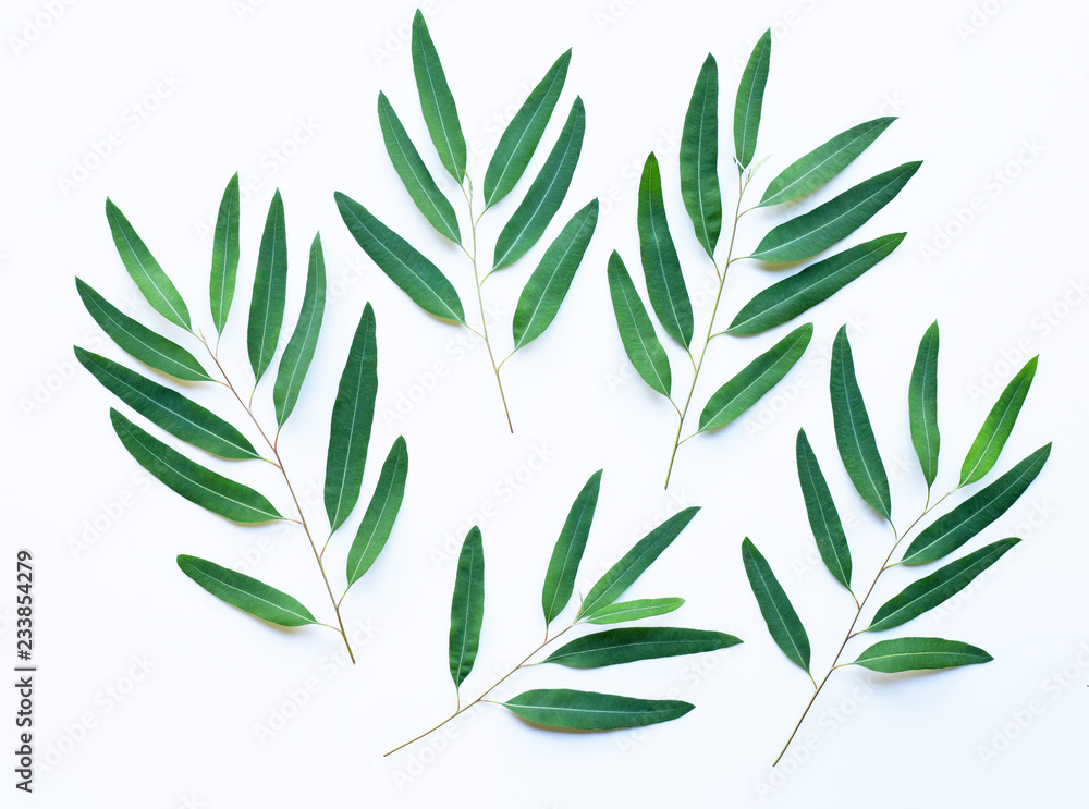 Eucalyptus branches on white background Eucalyptus branches on white background