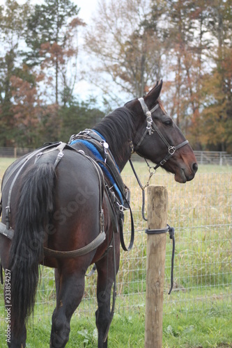 Amish harness horse