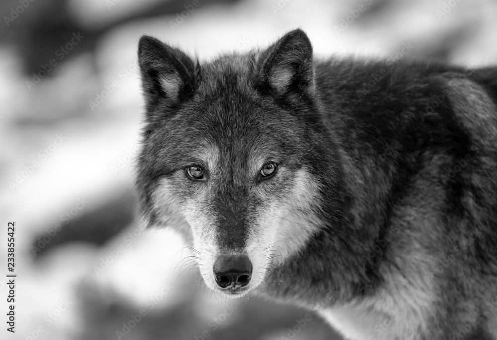 Fototapeta premium Wolf Portrait B & W