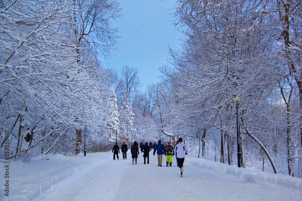 Mont Royal In Winter