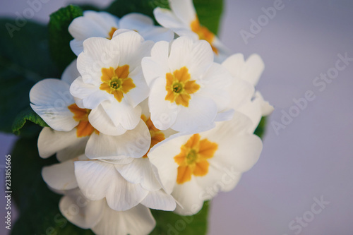 Fototapeta Naklejka Na Ścianę i Meble -  Blooming primula, white flowers on a gray wooden background. A gift for Valentine's Day. For decoration, web design. Overall plan.