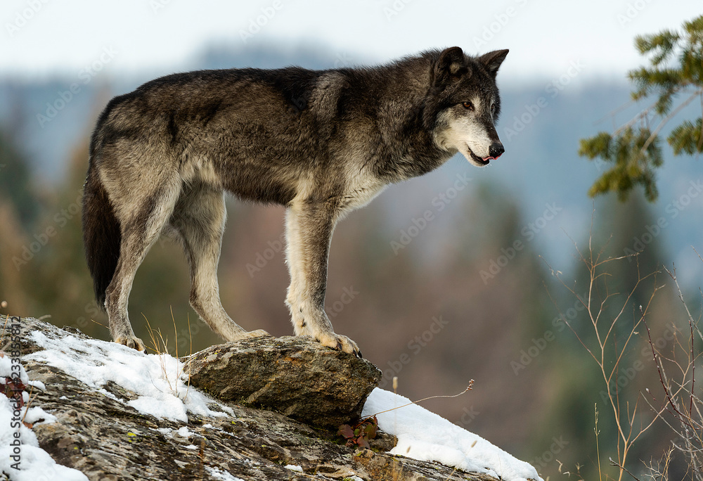 Obraz premium Wolf Pose on Skyline