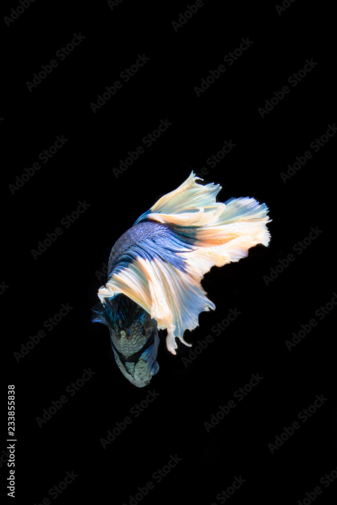 siam fighting fish on black background siam fighting fish on black background