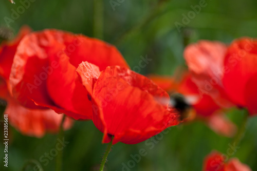 Fototapeta Naklejka Na Ścianę i Meble -  Mohnblumen