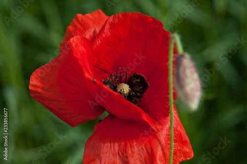 Fototapeta Naklejka Na Ścianę i Meble -  Mohnblüte und Knospe